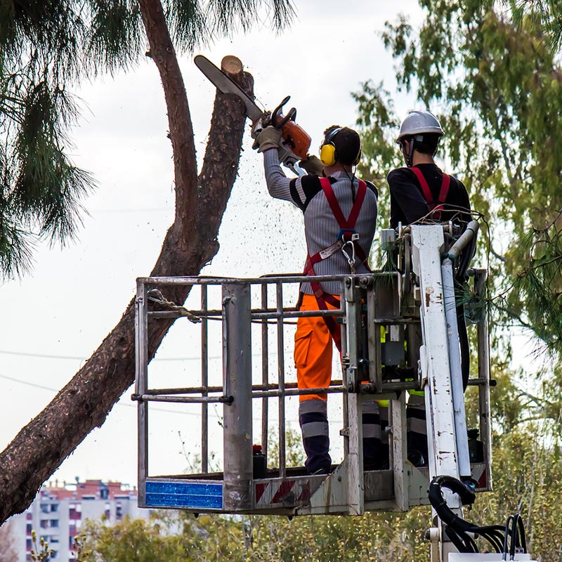 guy in bucket - Tree removal